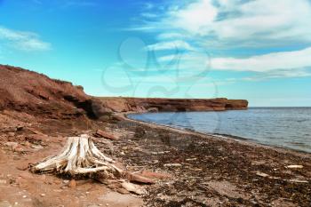 Root sculpted by the sea with a bay in background in Gaspesie, Quebec, Canada