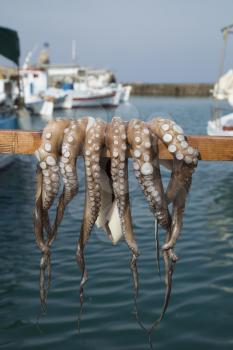 Octopus drying on a stick in Paros, Greece