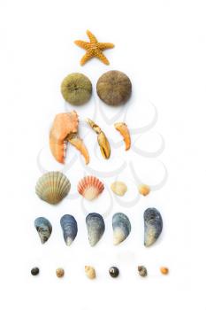 Collection of seashells, seastar, snails and urchin all on white background