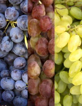 Collage of 3 kinds of grapes, blue, red and green