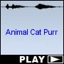 Animal Cat Purr