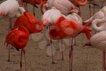 Royalty Free Photo of Flamingos