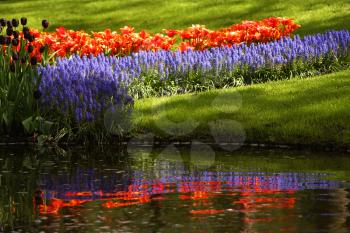 Royalty Free Photo of a Garden of Flowers