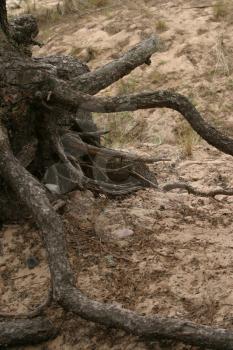 Gnarled Stock Photo