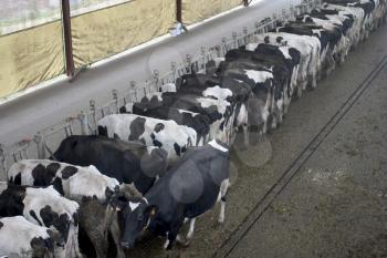 Cattles Stock Photo