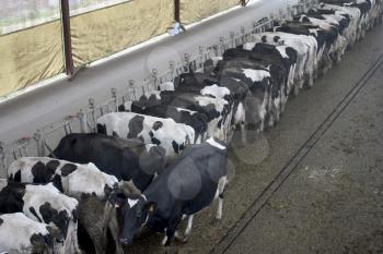 Dairy Farm Stock Photo