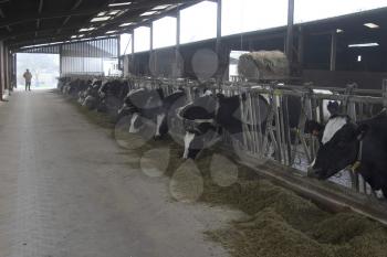 Cattles Stock Photo