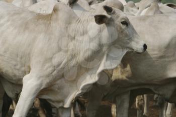 Livestock Stock Photo