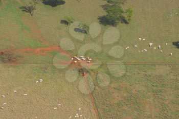 Cattle Farm Stock Photo