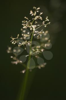 Plant Life Stock Photo