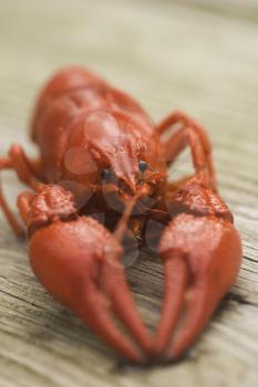 Lobster Stock Photo
