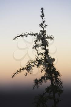 Evergreen Tree Stock Photo