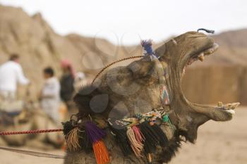 Camel Stock Photo