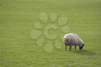 Livestock Stock Photo