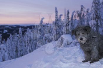 Polar Stock Photo