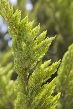 Plant Life Stock Photo