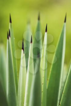 Succulent Stock Photo