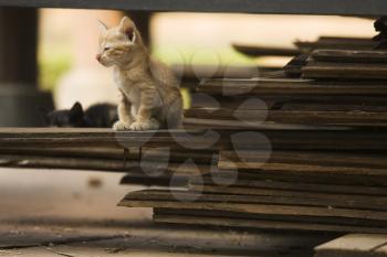 Feline Stock Photo