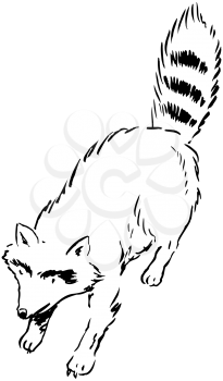 Royalty Free Clipart Image of a Raccoon