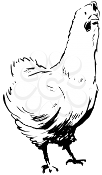 Royalty Free Clipart Image of a Chicken