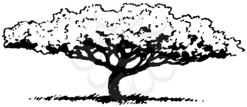 Royalty Free Clipart Image of a Shade Tree