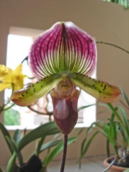 Royalty Free Photo of an Orchid