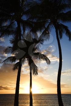 Royalty Free Photo of the Sunset Sky Framed by Palm Trees Over the Pacific Ocean in Kihei, Maui, Hawaii, USA