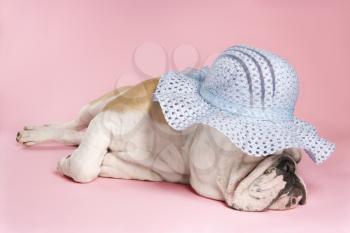 Royalty Free Photo of an English Bulldog Wearing a Bonnet and Sleeping