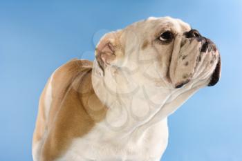 English Bulldog standing on blue background looking off to the side.