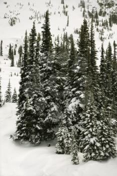 Royalty Free Photo of Snow-Covered Pine Trees 