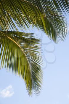 Royalty Free Photo of a Close-up of a Palm Frond Against a Blue Sky in Maui, Hawaii, USA