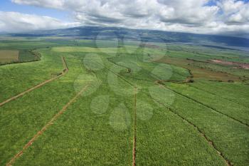 Aerial of irrigated cropland in Maui, Hawaii.