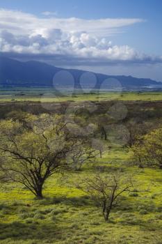 Royalty Free Photo of a Landscape With Green Grass and Trees With Mountain in Background in Maui, Hawaii