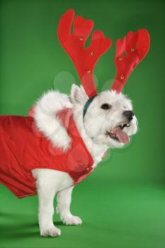 White terrier dog dressed in red coat wearing antlers.