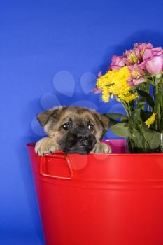Royalty Free Photo of a Puppy Peeking Over the Edge of a Bucket