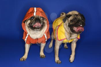 Royalty Free Photo of Pugs Wearing Hoodie Jackets