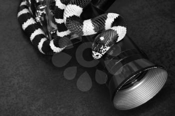 Royalty Free Photo of a California King snake wrapped around old movie camera lens