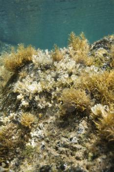 Royalty Free Photo of an Underwater View of Marine Vegetation Growing on a Rock in Maui, Hawaii, USA