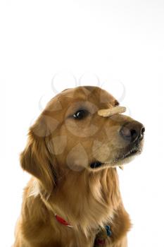 Golden Retriever dog balancing treat on nose.