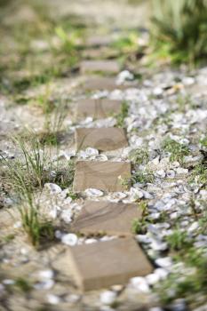 Stepping stone pathway with oyster shells.
