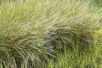 Beach grass.