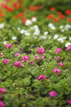 Royalty Free Photo of Pink, White, and Red Geranium Flowers