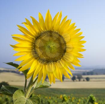 Royalty Free Photo of a Sunflower Growing in a Field in Tuscany, Italy