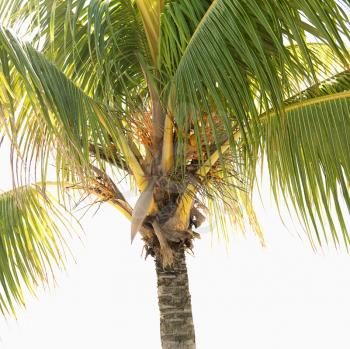 Close-up of palm tree.
