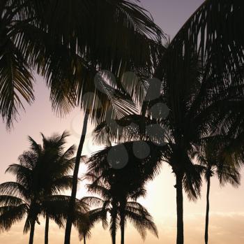 Palm trees against warm sunset colored sky in Miami, Florida, USA.