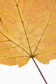 Close-up of Sugar Orange Maple leaf sprinkled with water droplets against white background.