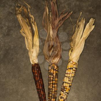 Royalty Free Photo of Three Multicolored Ears of Indian Corn