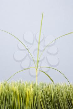 Royalty Free Photo of a Single Tall Grass Sprout Standing Out of a Manicured Lawn