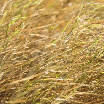 Royalty Free Photo of Textured Grass