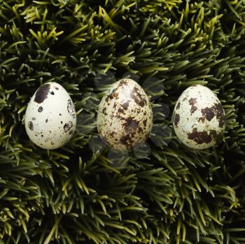 Royalty Free Photo of Speckled Eggs on Grass